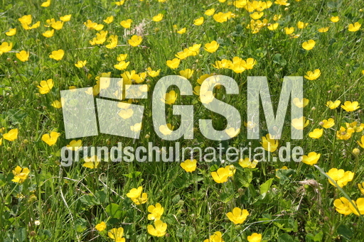 Butterblumenwiese-158.jpg